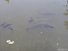 Kliknutím fotografii zvětšíte
