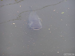 Kliknutím fotografii zvětšíte