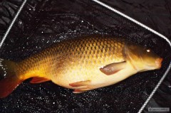 Kliknutím fotografii zvětšíte 13.3.2012 - šedesátka