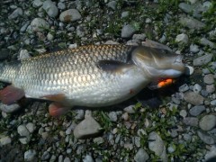 Jalec 53cm