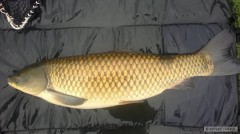 Kliknutím fotografii zvětšíte 98cm