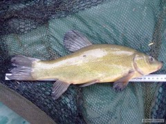 Kliknutím fotografii zvětšíte Línek 38 cm na feeder
