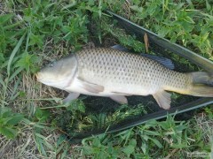 Kliknutím fotografii zvětšíte kapr 80cm -13kg