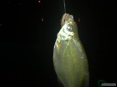 labe
