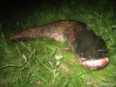 Kliknutím fotografii zvětšíte Sumec 159cm váha cca 25-30kg