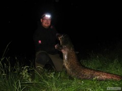 Kliknutím fotografii zvětšíte Sumec 159cm váha cca 25-30kg