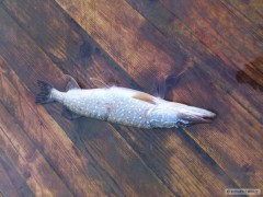 �tika 55cm