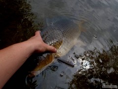 Kapr 72cm