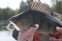 Kliknutím fotografii zvětšíte Švédsko 2012