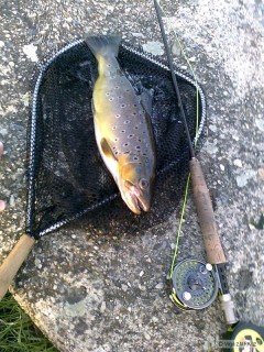Kliknutím fotografii zvětšíte Potočák 41cm - 7.6 2012