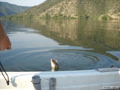 Kliknutím fotografii zvětšíte Ebro 2012