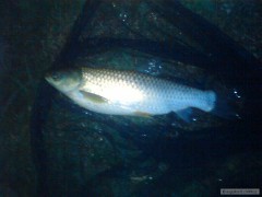 amur 51cm