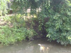 Pytl�ck� udi�ka,p�i proch�zce s vl���kem