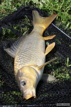 Kliknutím fotografii zvětšíte Gold common