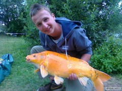 Kliknutím fotografii zvětšíte Kapr Koi Koi 75cm , 10 kg