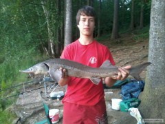 Jeseter Sibi�sk� 100 cm