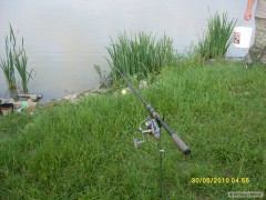 esox