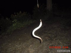 Kliknutím fotografii zvětšíte Ůhoříci (36,38cm)