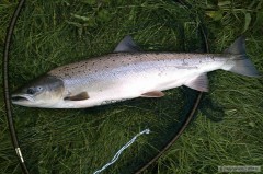 Kliknutím fotografii zvětšíte !5 Lb atlantic salmon