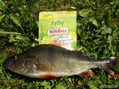 RYBOVRAH DOPORU�UJE .........