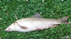 Kliknutím fotografii zvětšíte Parma 53cm :-)