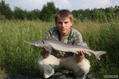 Kliknutím fotografii zvětšíte Jeseter 78 cm