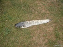 Kliknutím fotografii zvětšíte 110 cm Sumec 15.07.2012.