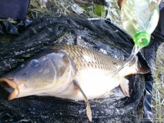 Kliknutím fotografii zvětšíte Kapr 65cm (5kg) svazovka