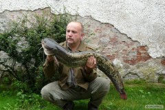 Kliknutím fotografii zvětšíte sumec 104cm