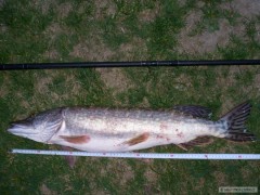 �tika 75 cm