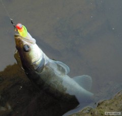 Kliknutím fotografii zvětšíte candát