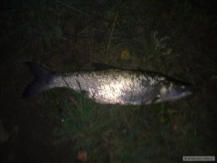 bolen 70 cm