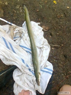 Úhoř 71cm