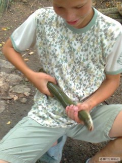�ho� 71cm