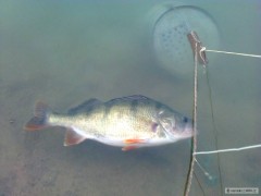 40 cm