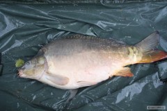 Kliknutím fotografii zvětšíte Taťkův kapr 74 cm a 10,70 kg