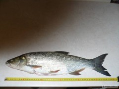 Kliknutím fotografii zvětšíte Bolen dravý