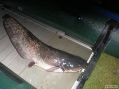Kliknutím fotografii zvětšíte sumec 130cm , 18kg , Lipno