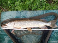 Kliknutím fotografii zvětšíte štička 77 cm