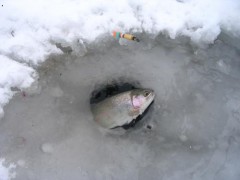Duh�k u� vykukuje.
