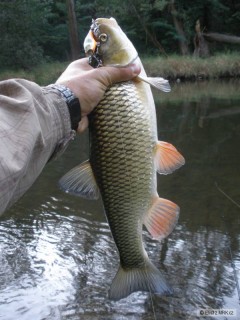 Kliknutím fotografii zvětšíte Tloušť 46 cm