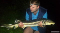 Jeseter 102cm, 7,80 kg