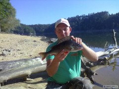Okoun 40cm 2,5Kg