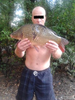Kliknutím fotografii zvětšíte kapr 55cm uloven 10.9.2012,jižní morava,