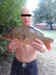 Kliknutím fotografii zvětšíte kapr 55cm uloven 10.9.2012,jižní morava,