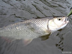 Dal�� podzimn� tlou��...