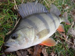 Kliknutím fotografii zvětšíte LIPNO - OKOUN 41cm