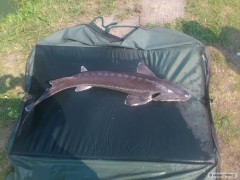 Kliknutím fotografii zvětšíte jeseter 1