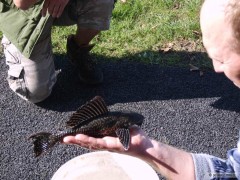 Ancistrus sp.