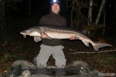 Kliknutím fotografii zvětšíte Jeseter hvězdnatý, 160cm a 28kg
